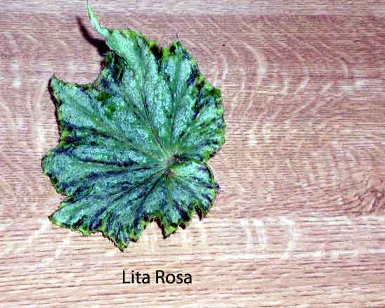 B. ‘Lita Rosa’